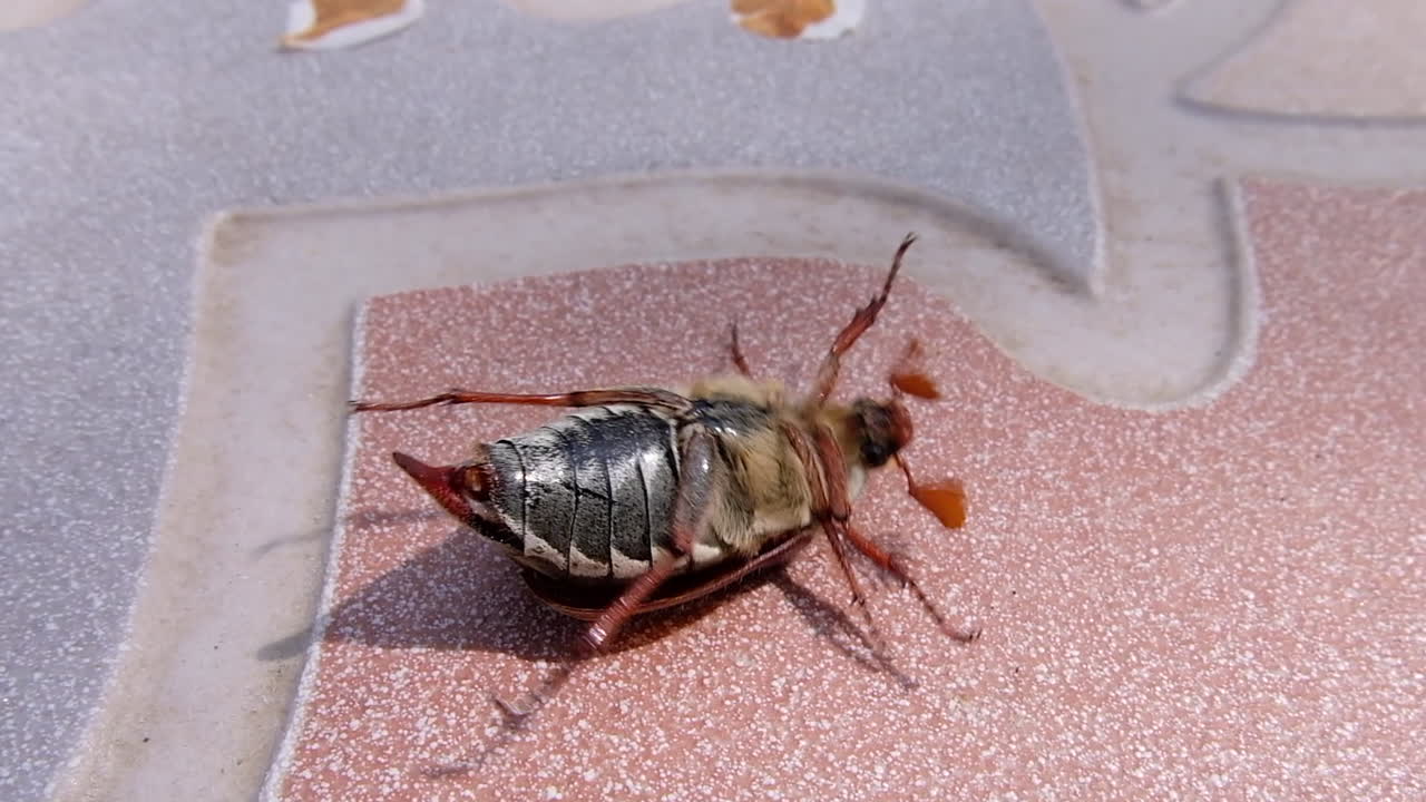 Cockchafer Beetle lying upside down on the ground