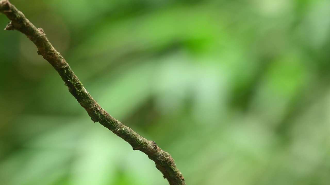 은가슴 브로드빌, serilophus lunatus