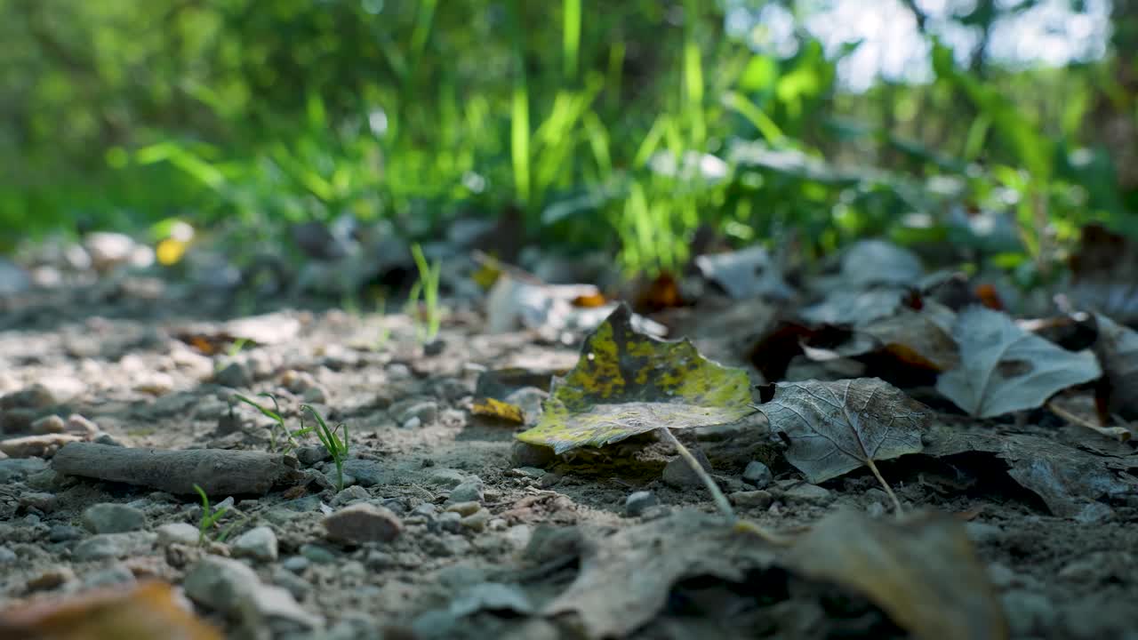 숲 바닥에 가을 잎