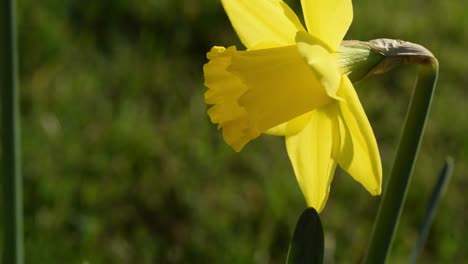 Narciso-Amarillo-Primavera-Flor