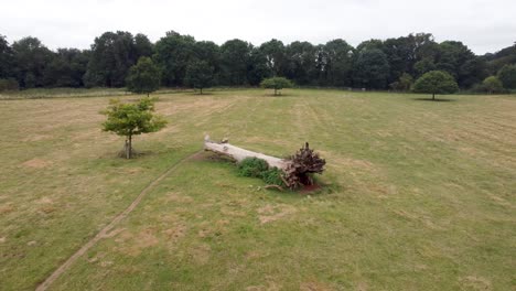 Antena-Sobre-árbol-Muerto-En-Goodnestone-Park-Estate-Gardens