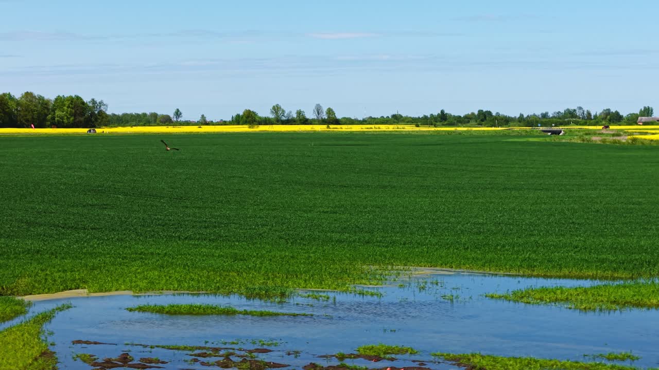 Green farmland with hawk flying above and yellow rapeseed in distance, aerial view