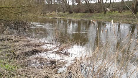 Stream-Flowing-In-The-Wild-Forest-Near-Thetford-Norfolk,-England