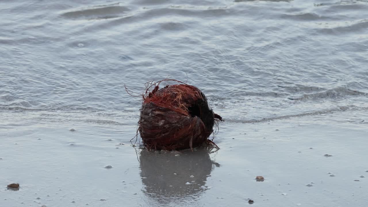 un coco se mueve con el flujo y reflujo de la marea.