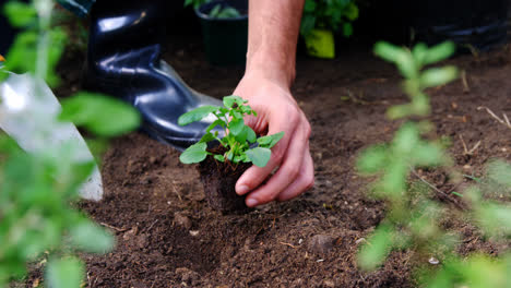 Jardinero-Plantando-Retoños-En-El-Jardín