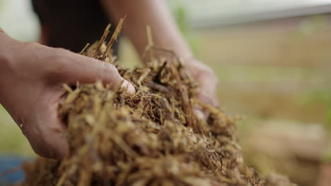 SELF-SUFFICIENCY---grassy-compost-with-worms-is-lifted-by-Asian-hands-and-inspected