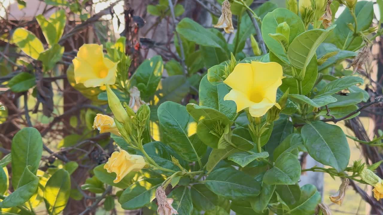 Plant of Flowering plant called Allamanda cathartica, commonly known as golden trumpet