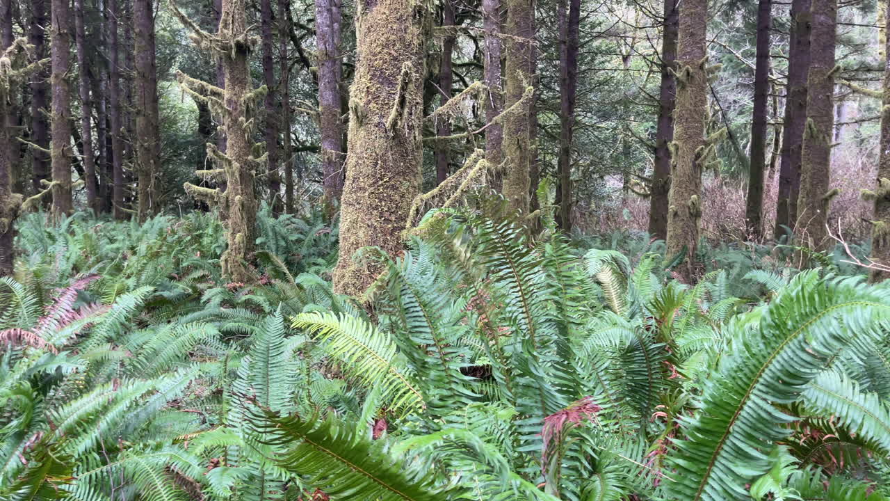 bosque mágico encantado en oregon con exuberantes helechos y árboles cubiertos de musgo