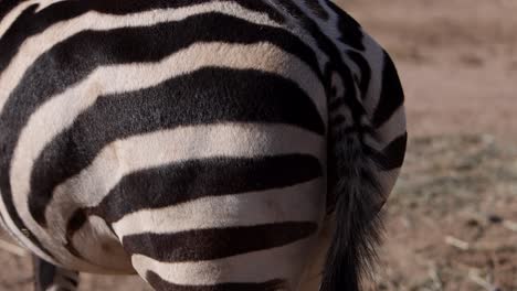 zebra details as it walks through frame slomo