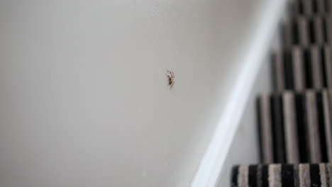 araña en la pared con piernas temblorosas, aterradora