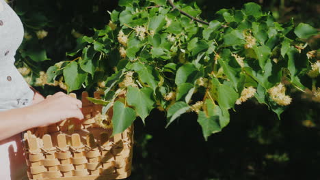 woman picks linden flowers from a tree collection of medicinal plants