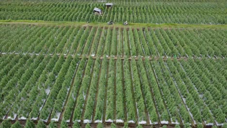 Field-plantation-of-melons-outdoor