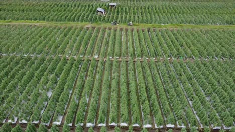 plantación de campo de melones al aire libre