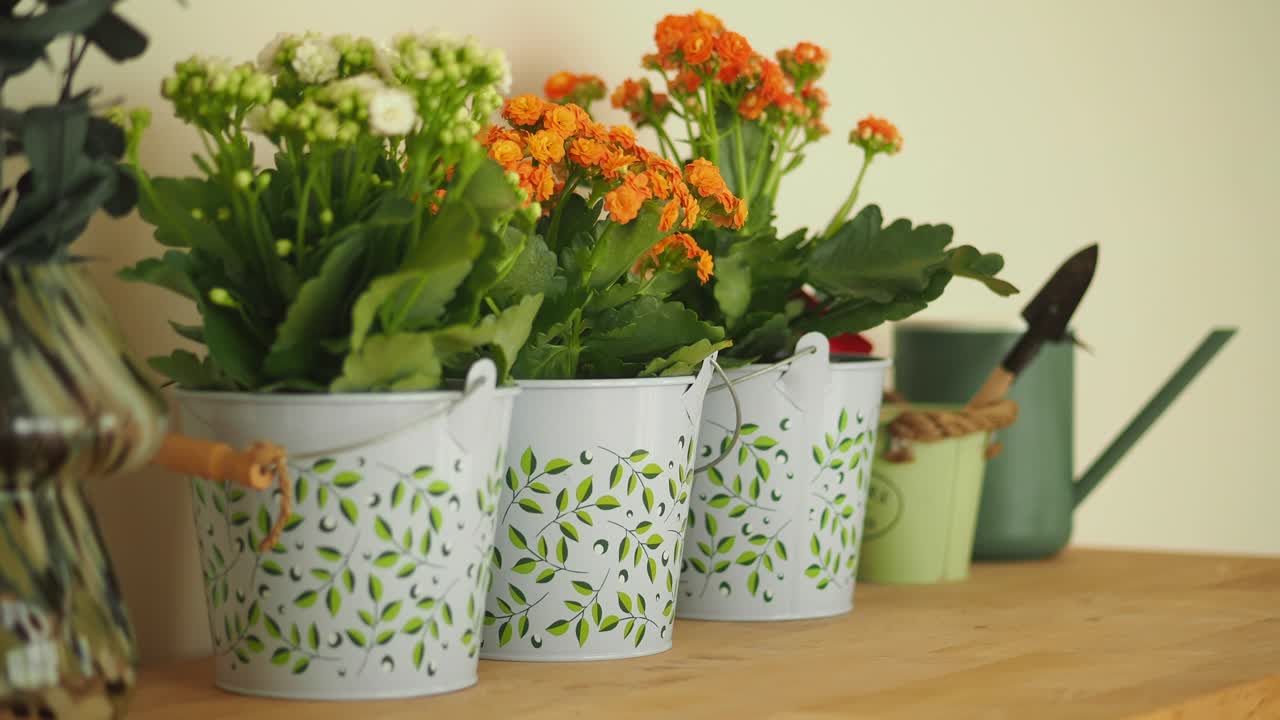 Piante di Kalanchoe in vaso e attrezzi da giardinaggio su tavolo di legno