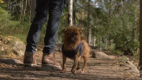 Cute-griffon-dog-in-a-forest-looking-away-to-love-affair