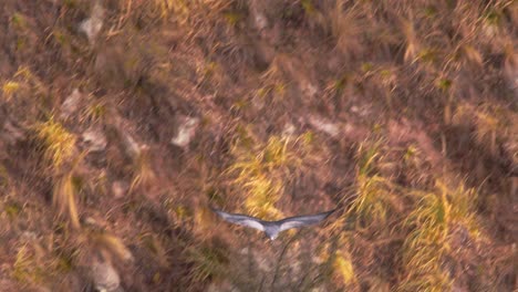 mid shot of black chested buzzard eagle approaching and then changing direction inside the canyon , geranoaetus melanoleucus