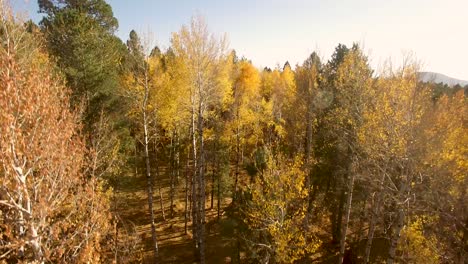 areal drone descent into the fall foliage of the aspen trees, flagstaff, arizona