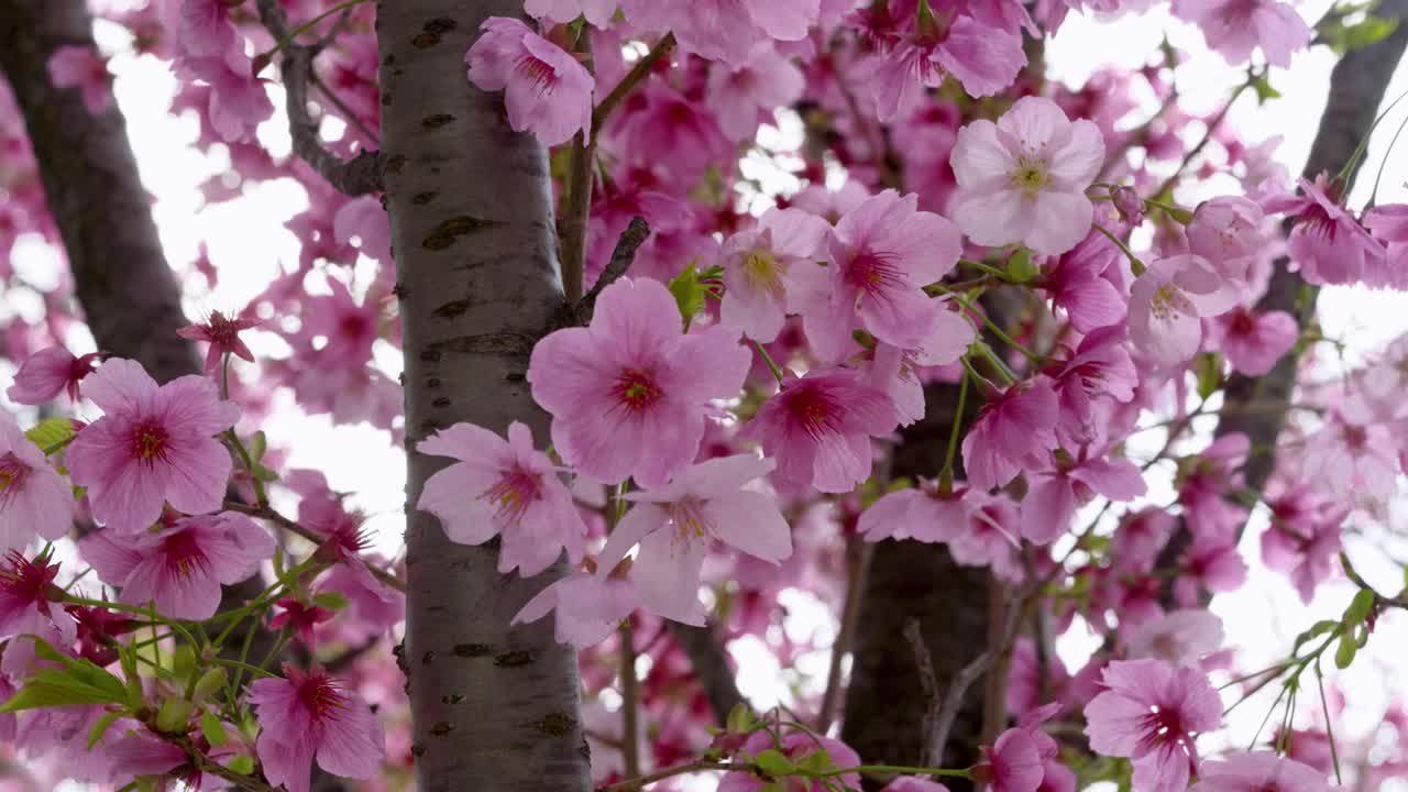 Close up over stunning pink cherry blossoms waving in wind in slow motion