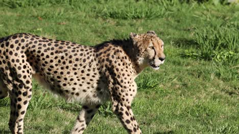 cheetah walking through grassy area at zoo