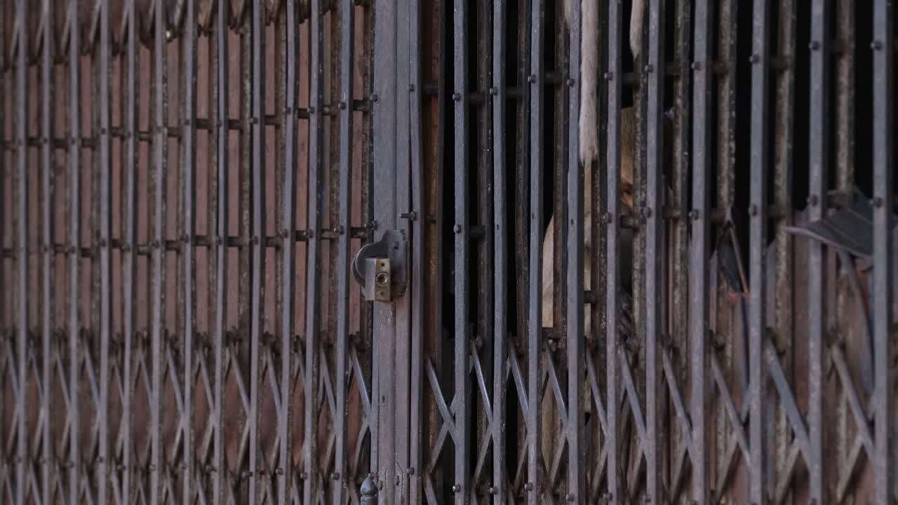 Long-tailed Macaque, Macaca fascicularis, Lop Buri, Thailand