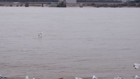 Toma-En-Cámara-Lenta-De-Algunas-Gaviotas-De-Pico-Anillado-Volando-Sobre-El-Río-Mississippi