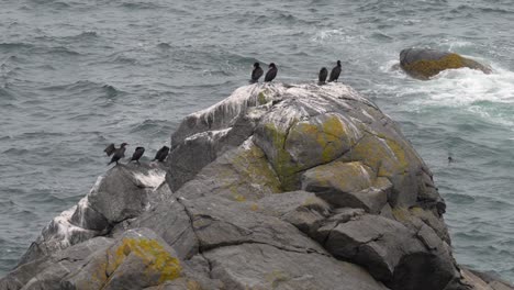a large rock on the shore of maine with some cormorants sitting on it and the waves beating in the background.
