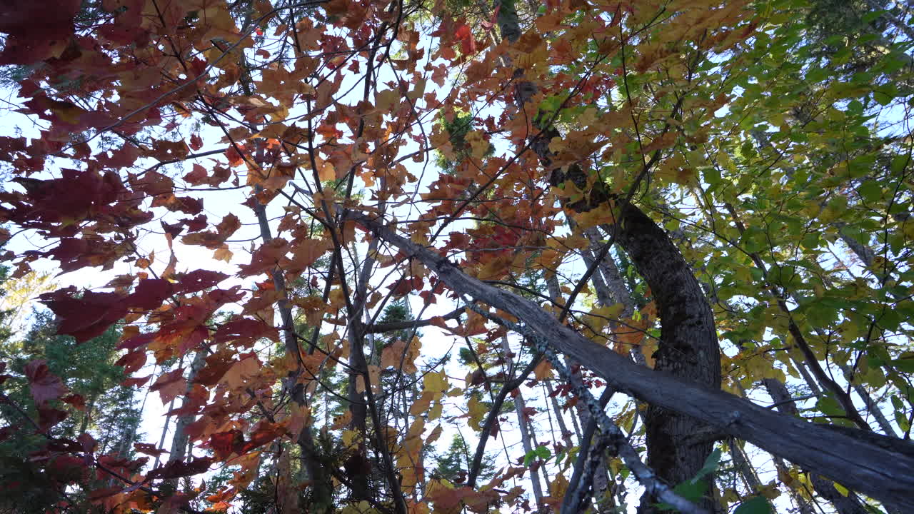 Low angle view of a maple tree shedding leaves in the autumn wind in Mauricie, Quebec, Canada. Golden light highlights vibrant fall foliage and peaceful forest scenery