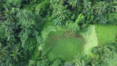 Aerial-view-shot-of-vast-green-forest