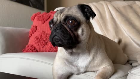 cute adorable lazy female pug pet laid on sofa