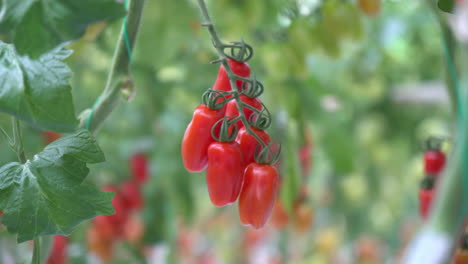 maduro para recoger tomates rojos