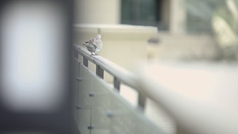 Two-beautiful-white-pigeons-in-Dubai