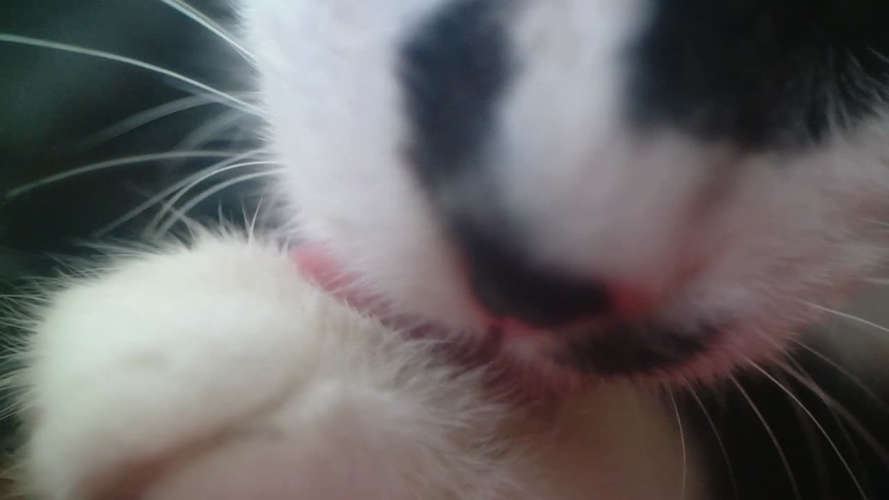 close up shot the cat is licking its fur so it's clean