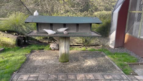 white pigeon and other species of bird flying inside an aviary at the botanic garden and park in whanganui, new zealand