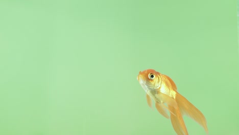 orange fish slowly swims under water on a green background screen