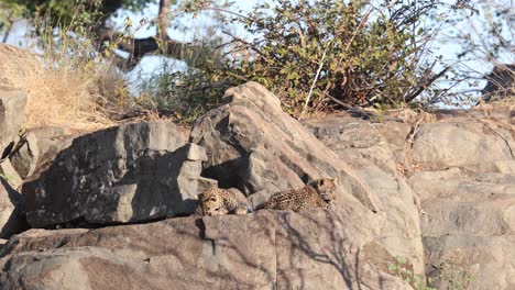 Un-Gran-Bostezo-Para-Un-Cachorro-De-Leopardo-Esponjoso-Mientras-Su-Hermano-Yace-Cerca-En-Un-Afloramiento-Rocoso