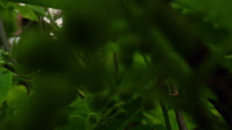 Tree-branch-with-small-leafs-view-in-closeup-against-big-fresh-green-trees.