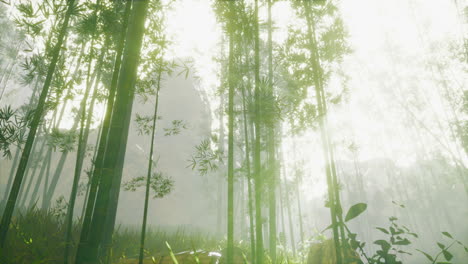 Bambú-Verde-En-La-Niebla-Con-Tallos-Y-Hojas