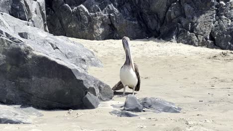 sick pelican bird with broken wing during avian flu outbreak