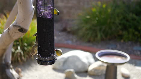 a group of many colorful california goldfinch birds with yellow feathers flying and landing on a bird feeder slow motion