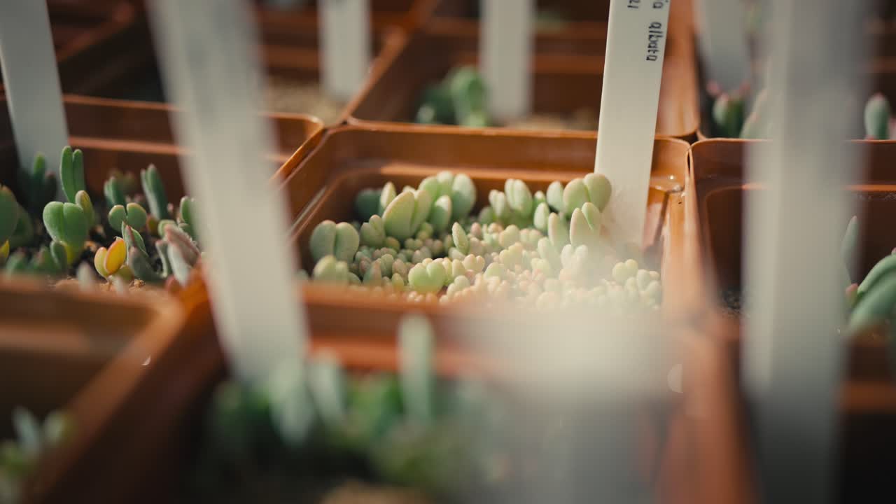 비에 있는 수박식물의 클로즈업