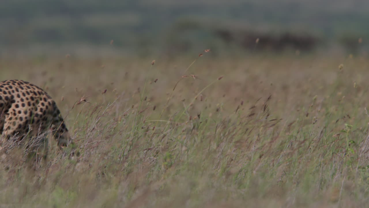 Wild Cheetah Walking Through Tall Grass in African Savanna
