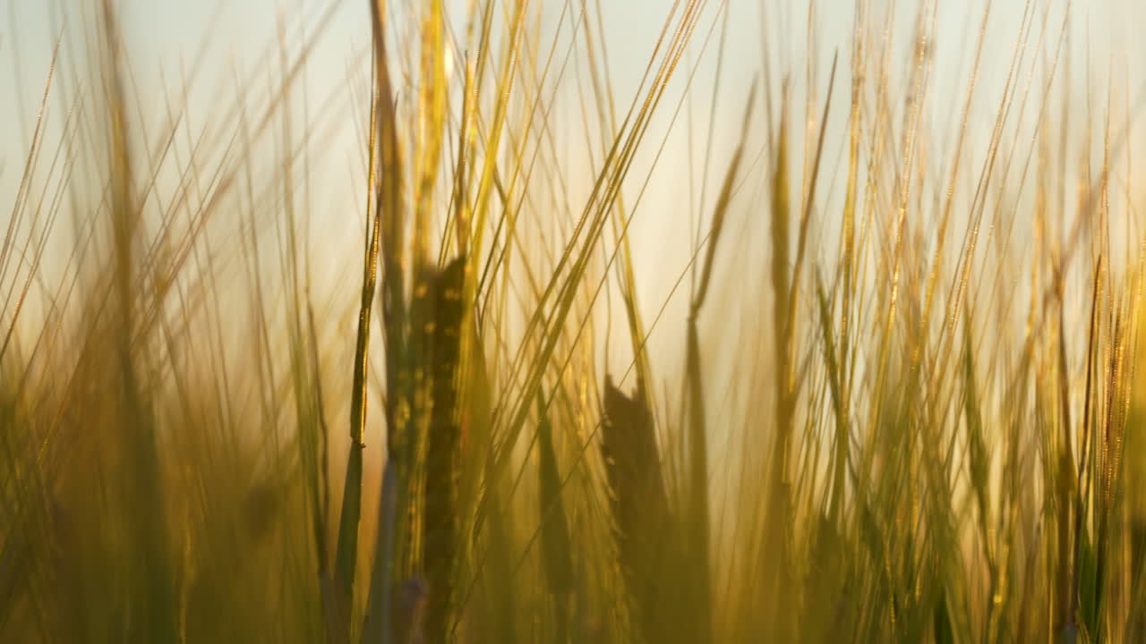 Golden Ears And Spikes Of Ripe Barley In The Rural Field During Sunset