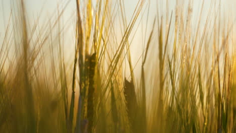 golden ears and spikes of ripe barley in the rural field during sunset