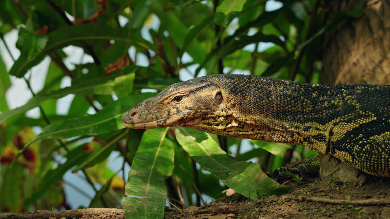 Varano acuático asiático entre plantas tropicales en el Parque Lumphini de Bangkok, fauna silvestre de reptiles exóticos en la Tailandia urbana.