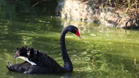 a black swan gracefully swims in a pond