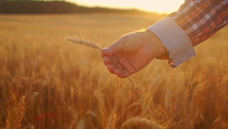 close up of senior adult farmer holding a spikelet with a brush of wheat or rye in his hands at sunset looking closely studying and sniffing enjoying the aroma in slow motion at sunset