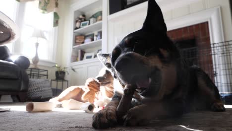 Two-young-dogs-chewing-toys-in-living-room