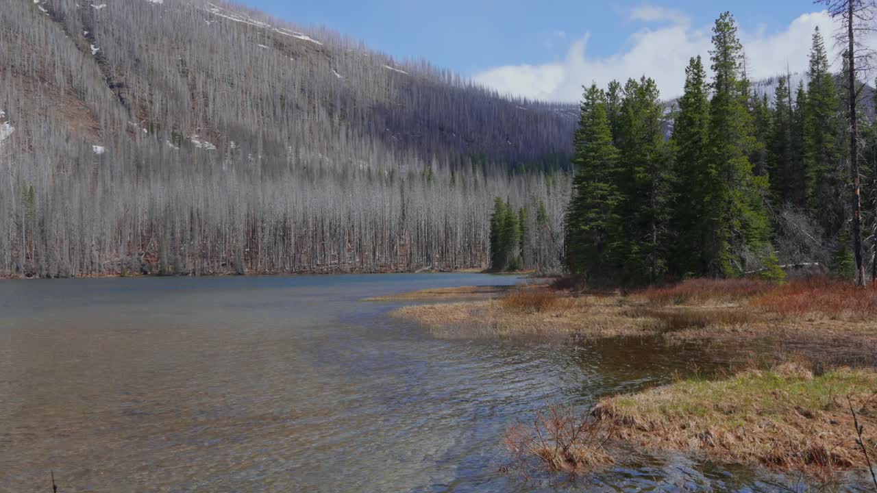 Akamina lake shoreline in Waterton National Park with burnt trees