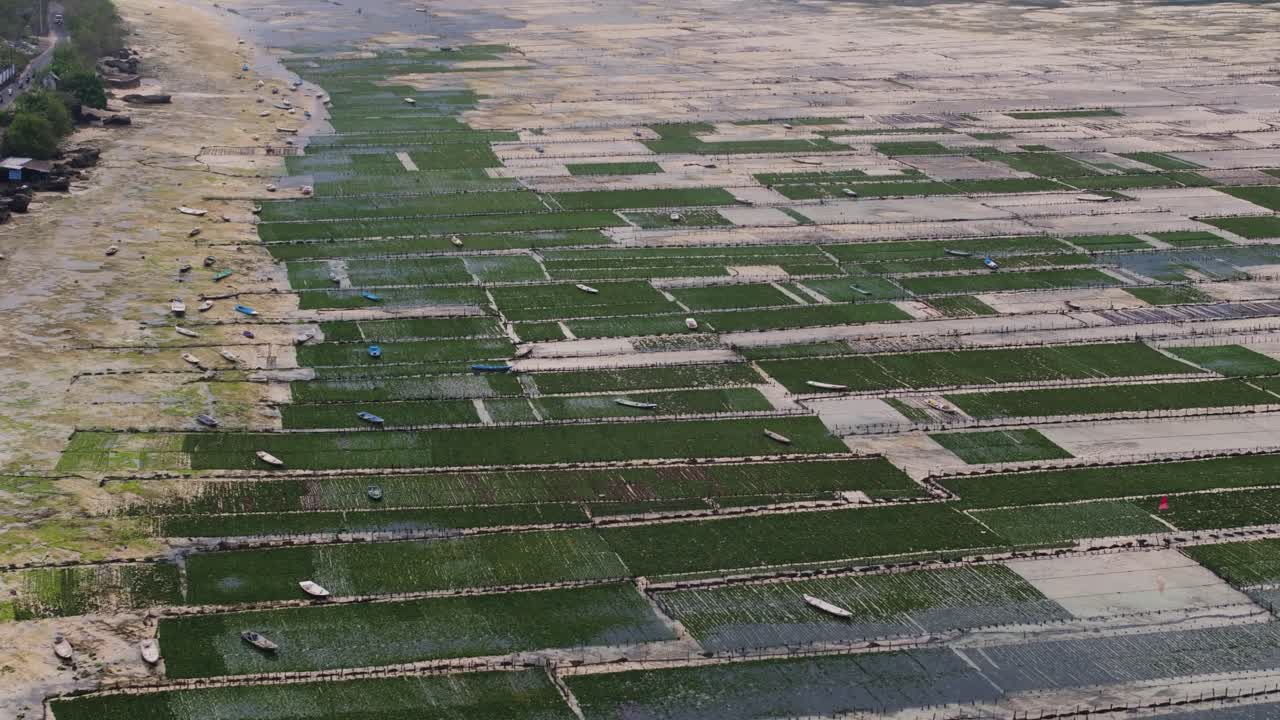 Wide aerial establishing overview of Nusa Lembongan seaweed farming fields stretching along the coastline