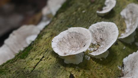 a footage zoomed out of fungi growing on a log in kaeng krachan national park, thailand, unesco world heritage